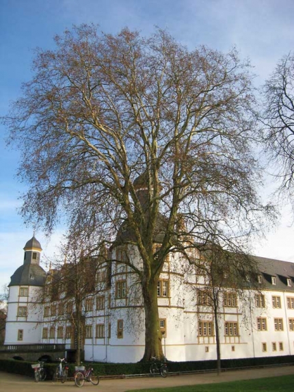Bild 4 von 2 Platanen am Schloss Neuhaus